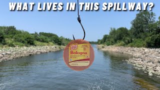 This Spillway Is Home To EVERY Freshwater Fish In Texas! (INSANE CATCH!)