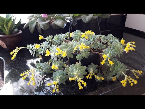 Vídeo: Sedum Cáustica (41 Fotos): Descrição Da Planta Sedum, Plantio E Cuidados, O Uso De Uma Flor Amarela No Projeto Paisagístico