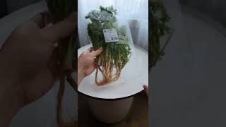 Things i would only buy at Asian grocery stores Part 1 (short)