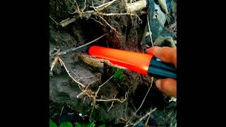 PENDETEKSI LOGAM, Detektor Logam Pinpointer / Perburuan Harta Karun di Hutan