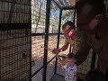 Lions eating Beef #lion #lions #shortvideo #shorts #viralvideo #family #safari #wow #trip #eating