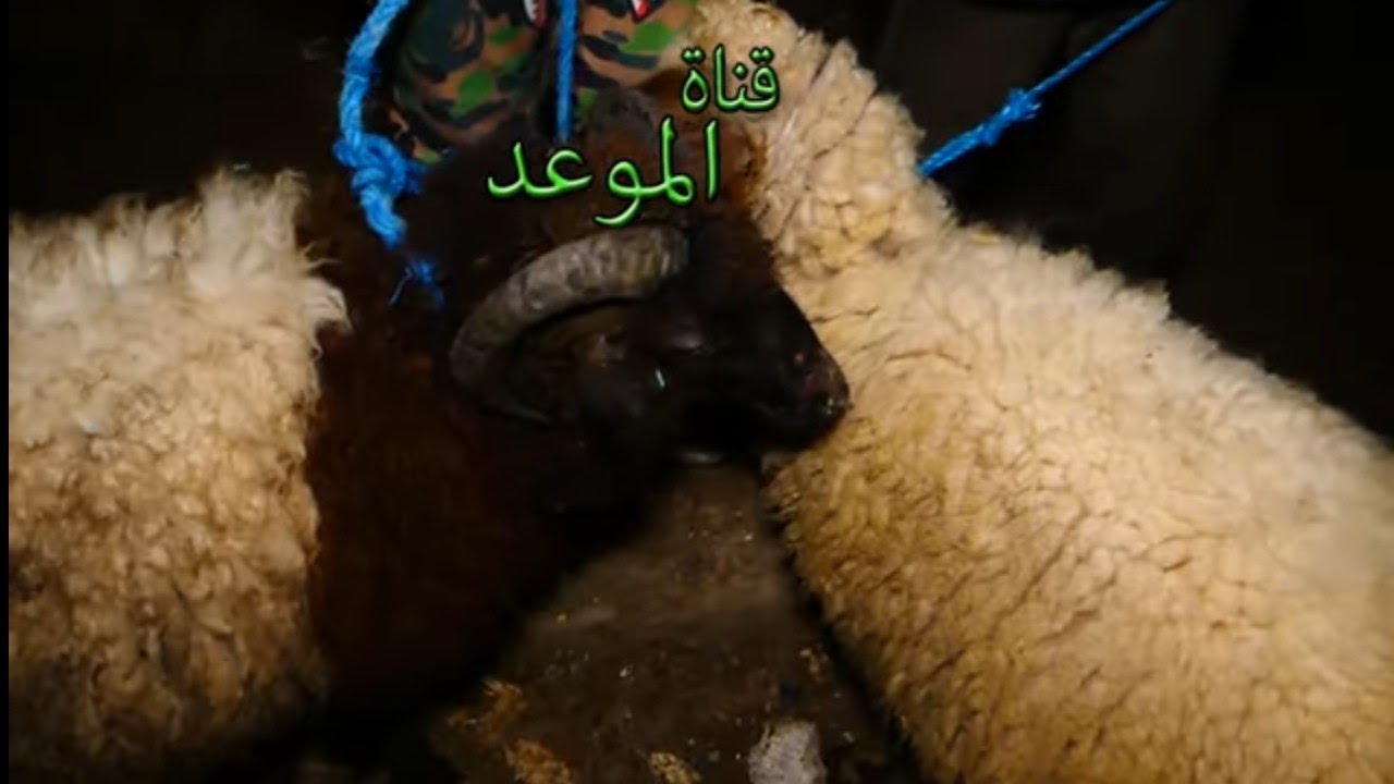 ب750 دينار علوش العيد ولد عام في رحبة فرنانة مع الحدود الجزائرية ، العلوش متوفر و الأسوام معقولة