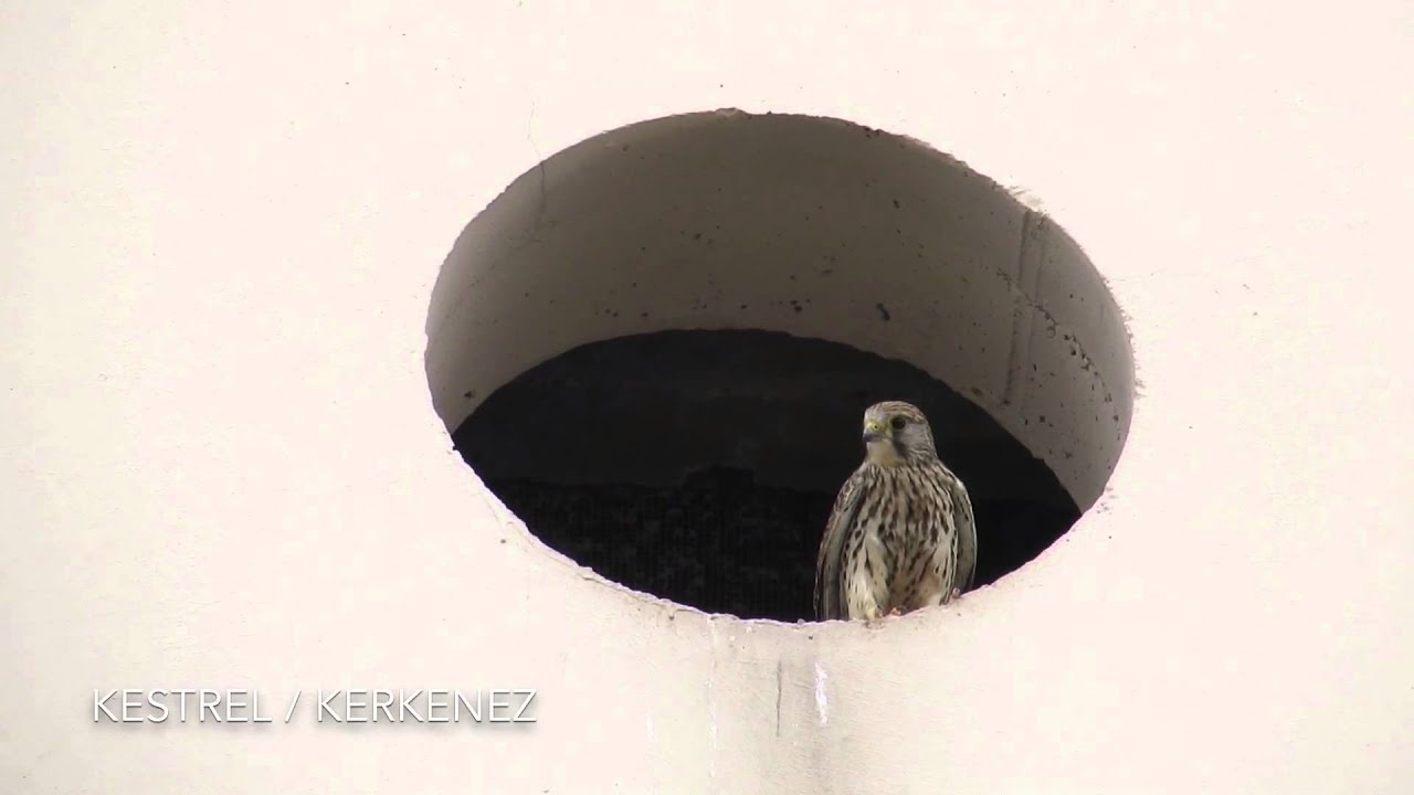 Kestrel / Kerkenez