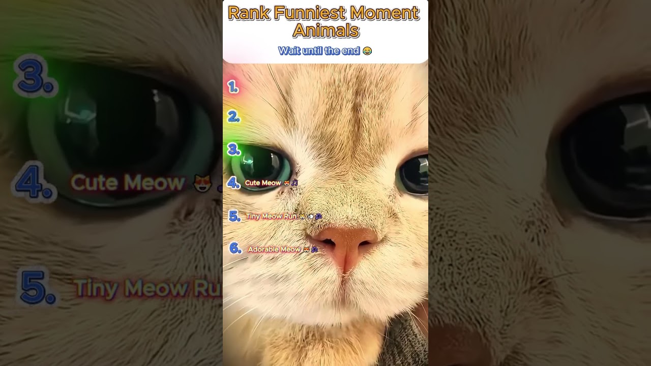Cat Moments Ranking 🐾 