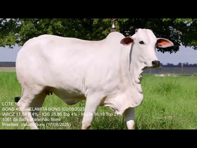 Lote 10   Leilão Trio Bonsucesso   Etapa Fêmeas Jovens