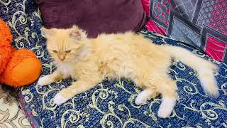 Playful Paws: Yellow Cinderella Cat Engages in Hand Play