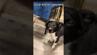 I declare my dog the winner of this year's Oscar!