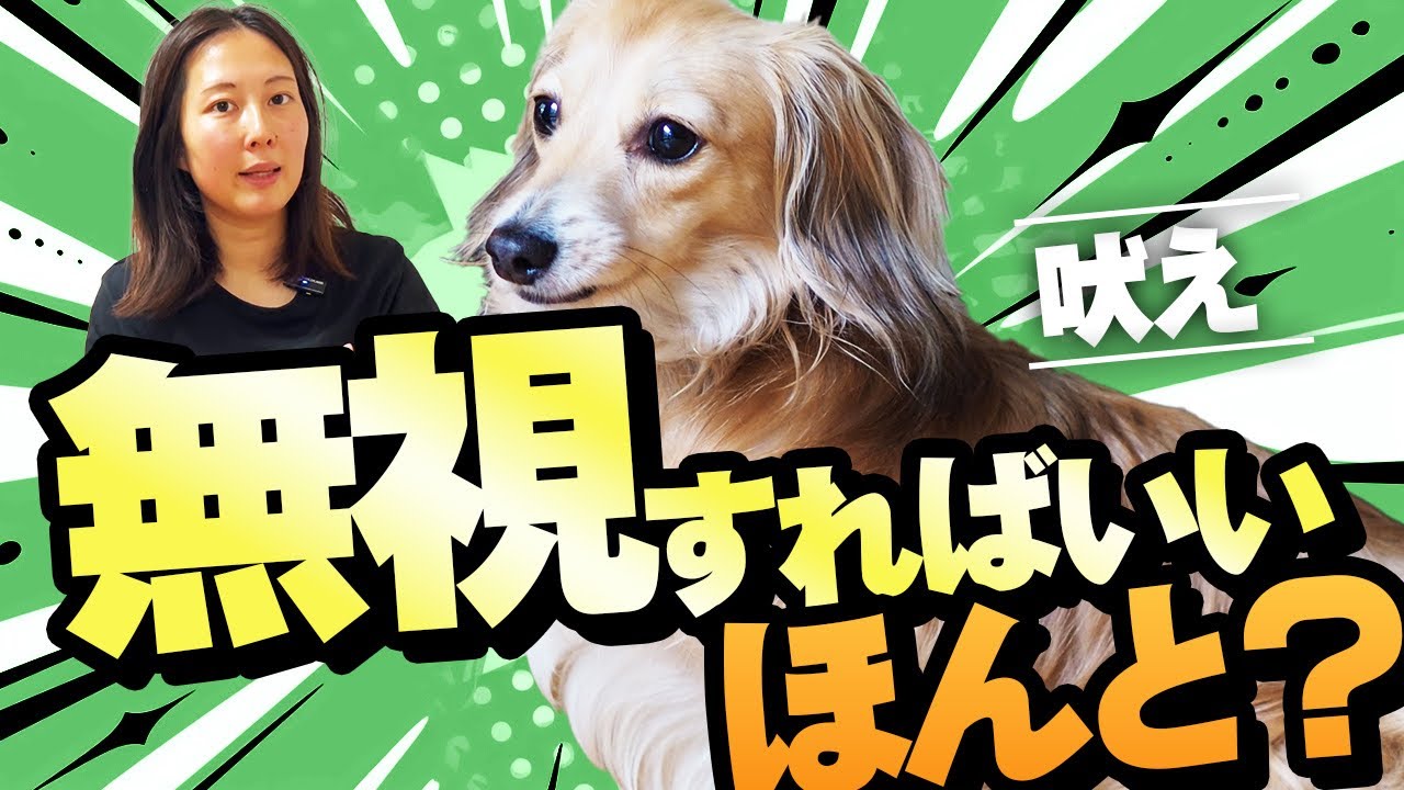 【実践】無視すれば吠えなくなる！これってホント？効果のある方法はこれ