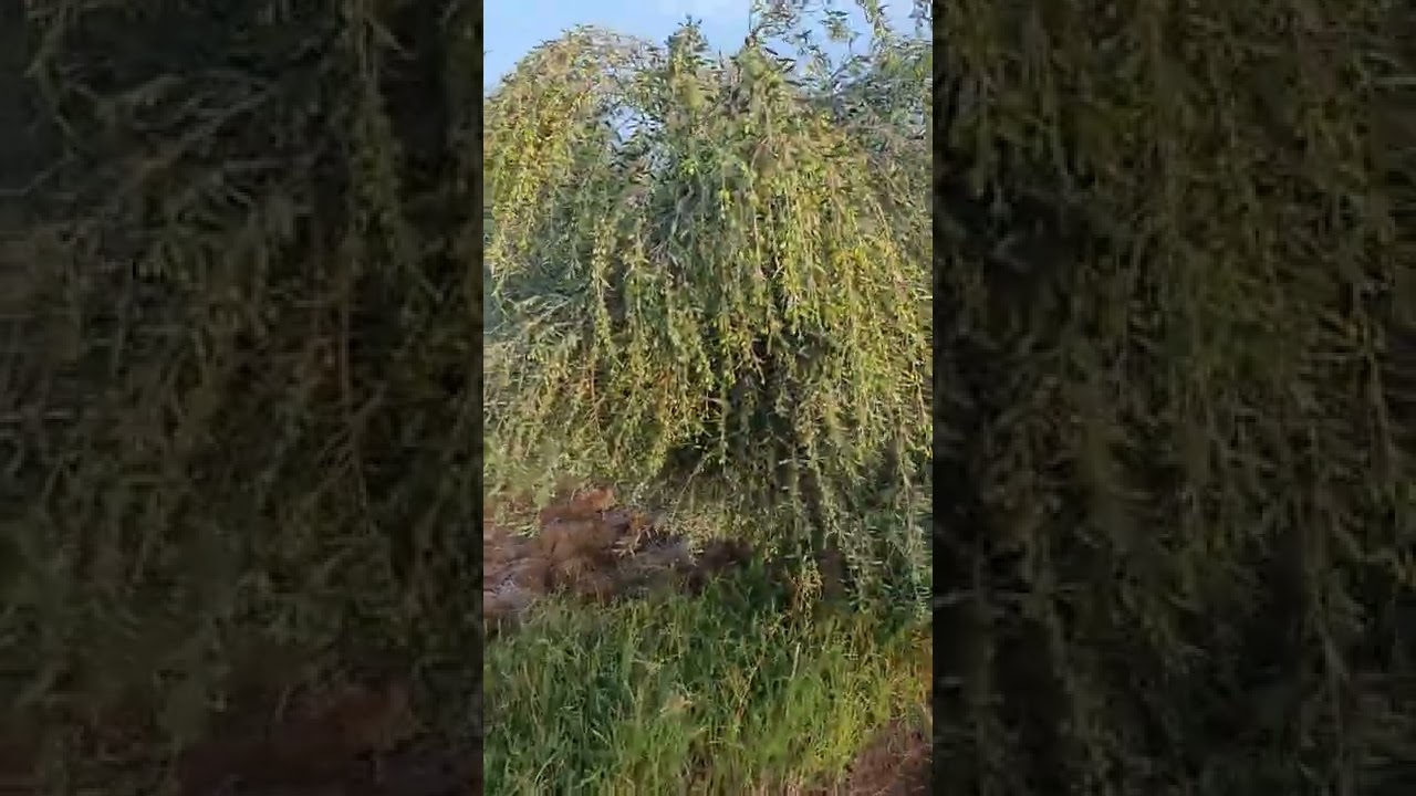 زيتون كرونيكي في تونس