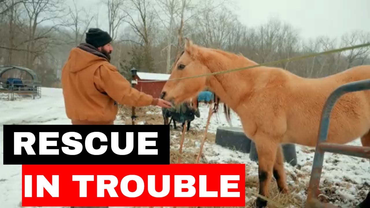 This Horse Rescue Is In Trouble And NEEDS Help! #horserescue # ...