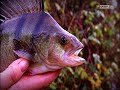 BLAST FROM THE PAST: LODDON PERCH 17:01:2014 | As Seen on Tight Lines