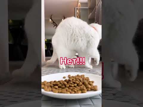 Видео: Могут ли кошки есть человеческую пищу?