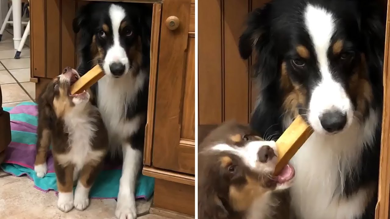 Tolerant dog unwillingly shares toy with a puppy YouTube