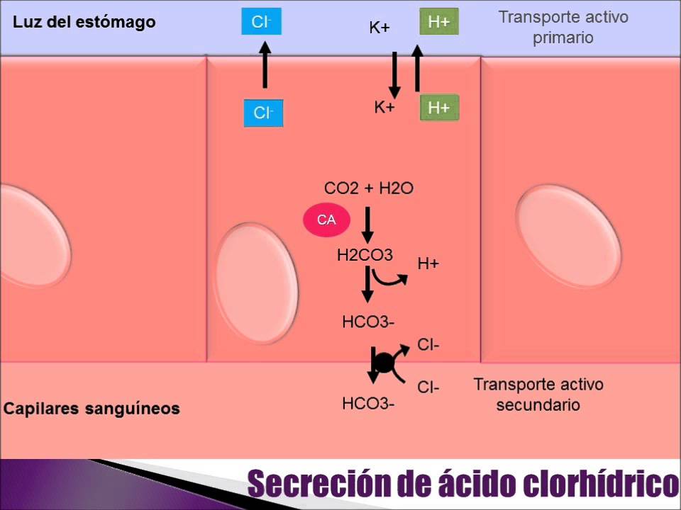 Video del ácido clorhídrico y regulación del pH gástrico - YouTube