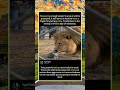 Majestic Lion Shows Gentle Side To Tiny Kitten #Lion #Kitten #foryou #fyp #animals#funny