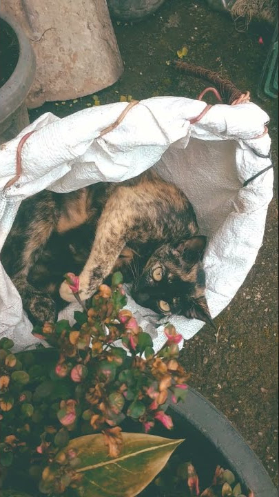 Tidur Siang 🐈