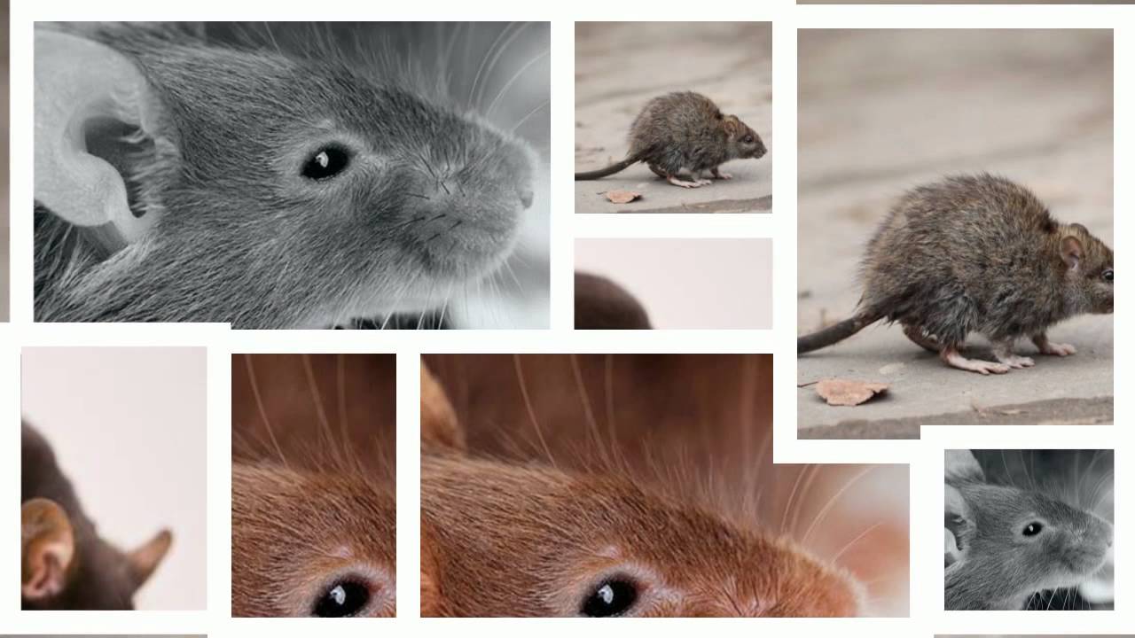 Stockport Pest Control YouTube