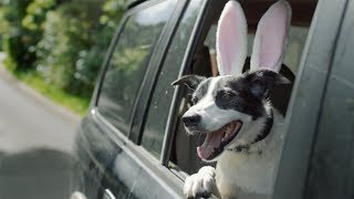 Countdown Easter 2019