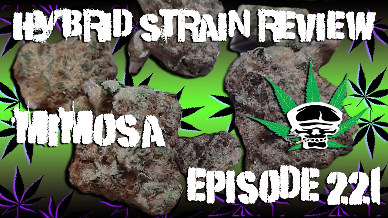 Mimosa-  Hybrid Strain Review