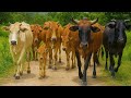 Puluhan Sapi Ternak Berjalan ramai-ramai ke kandang, Suara Sapi Moo, Sapi Lucu yang berjalan santai
