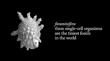 These Single-Celled Organisms are the Tiniest Fossils In the World