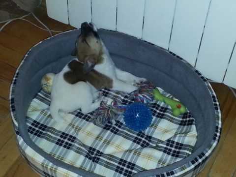 jack russel terrier puppy  Rocky in sleep რასელ ტერიერი როკი ძილის სტილი :) :)