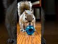 Man vs squirrel marbles game 🐿️ ⚽️ WAIT till the last move…