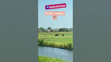 Broek in Waterland #shorts