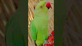 #parrot Parrot sound | Mithu mithu | Green ringneck parrot talking 🦜 #talkingparot #worldparrotday