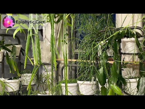 Video: Rhipsalis Thật Khủng Khiếp