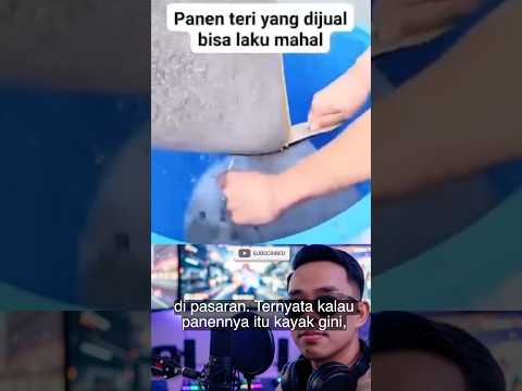 Pantesan mahal #shortvideo #info