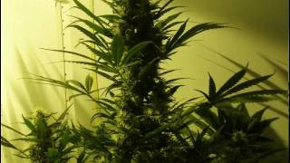 Untergrundbotanik 5: Indoor Marijuana Growing