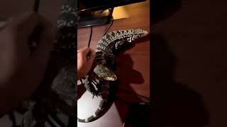 Play time with the gaint Tegu family 👪 we are Rehoming 8 of them. #lizards #reptile #shorts