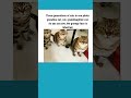 Funny cat 🐱😂😂😂#funnycats #catmemes #catvideos
