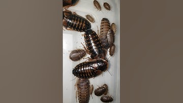 Start Breeding Your Own Dubia Roaches For Your Pets! #breeding #insects #bug #roach #reptile #dubia