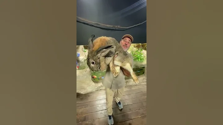 Flemish Giant rabbit - HUGE SIZE RABBITE - CUTE RABBIT - PETS WORLD #TIKTOK #SHORT #VIRAL