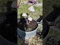First Garden Update! #gardening #firstupdate