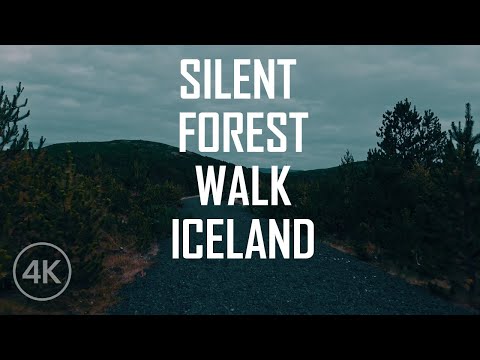 Walking Icelandic Forest
