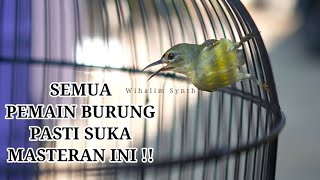 COCONUT-Eating hummingbirds, Indonesian hummingbirds LOUD SOUND ❤