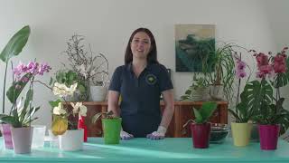 Come Rinvasare Correttamente Un Orchidea