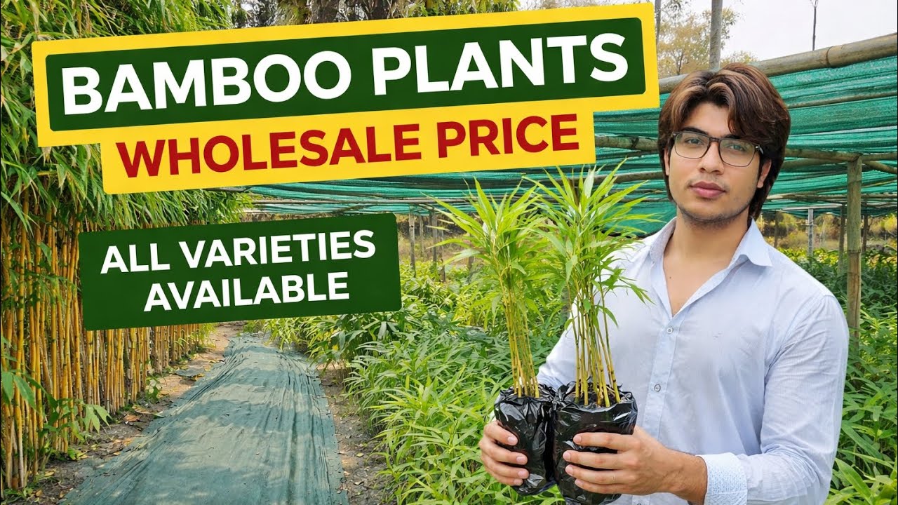 Bamboo Plants for Sale 🌿 All Varieties Available | Wholesale Price | Bamboo Nursery India