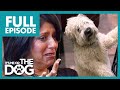 Owner Finds Out Dog is SERIOUSLY ILL💔| Full Episode | It&#39;s Me or The Dog