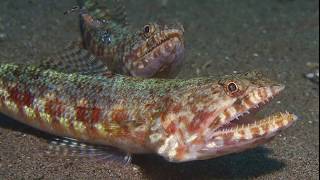 Facts: The Lizardfish