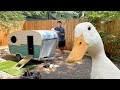 Constructing a Camper for Ducks