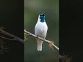 birds of world #birdsong #naturesounds 💫 shorts