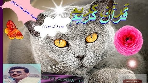 من سورة ءال عمران عثمان الشبراوى