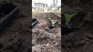 Last Stand Brand: Planting Broccoli week one part2