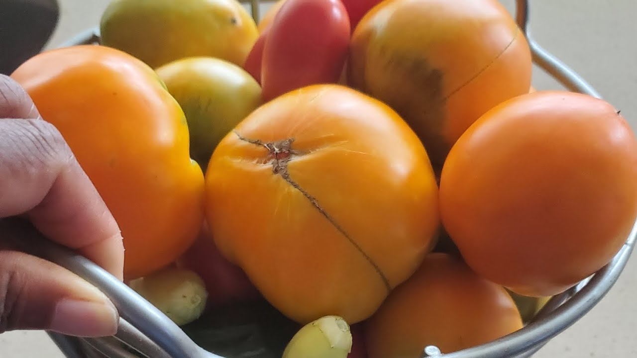 Tomato Varieties: Choosing A Few, Out of Many.