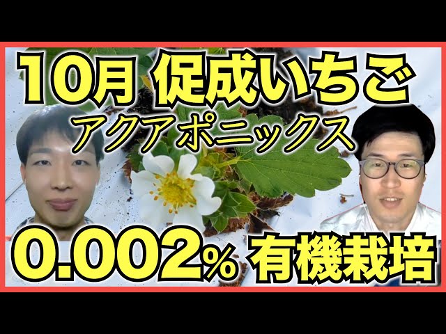 いちご花ページ motif509-1.jpg