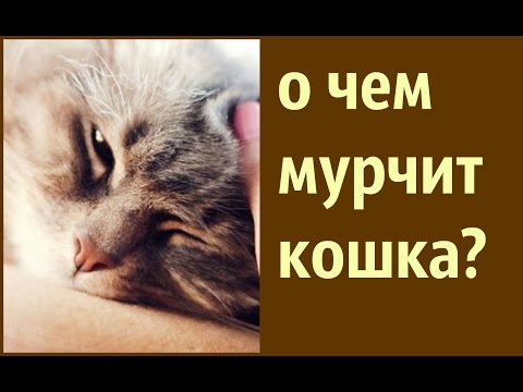 Video: Kapillariasis Hos Katter - Cat Worms - Ormer Symptomer Og Behandling